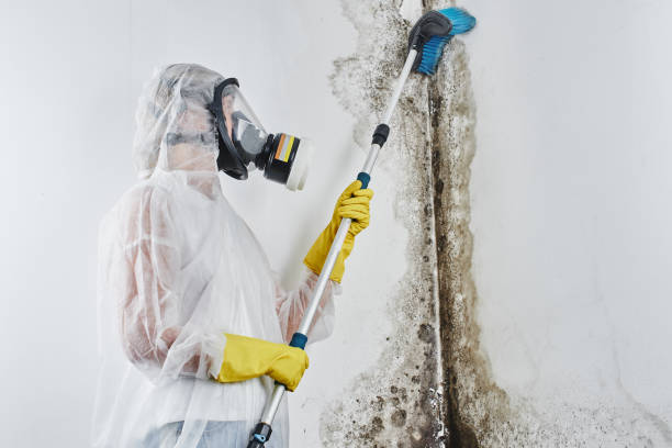 Certified Mold Removal in Glen Cove, NY