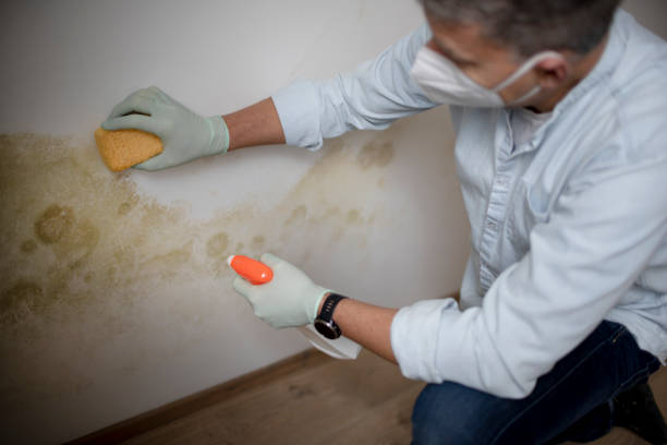 Best Attic Mold Removal  in Glen Cove, NY
