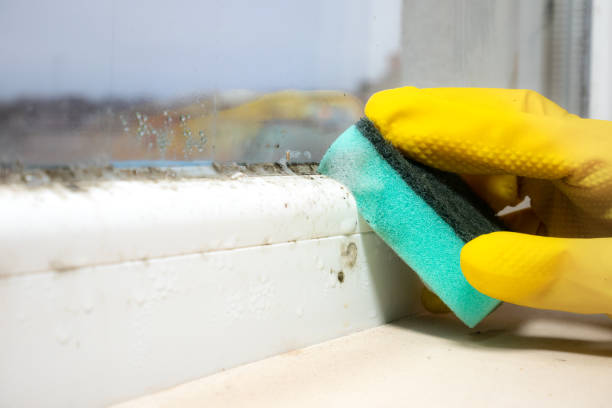 Best Residential Mold Removal  in Glen Cove, NY